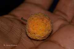 Cudrania cochinchinensis